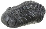 Austerops Trilobite Fossil - Rock Removed #55865-2